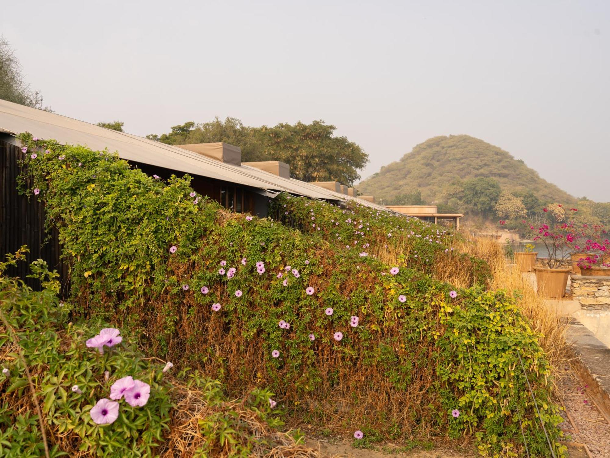 Raas Chhatrasagar, Nimaj, District Pali المظهر الخارجي الصورة