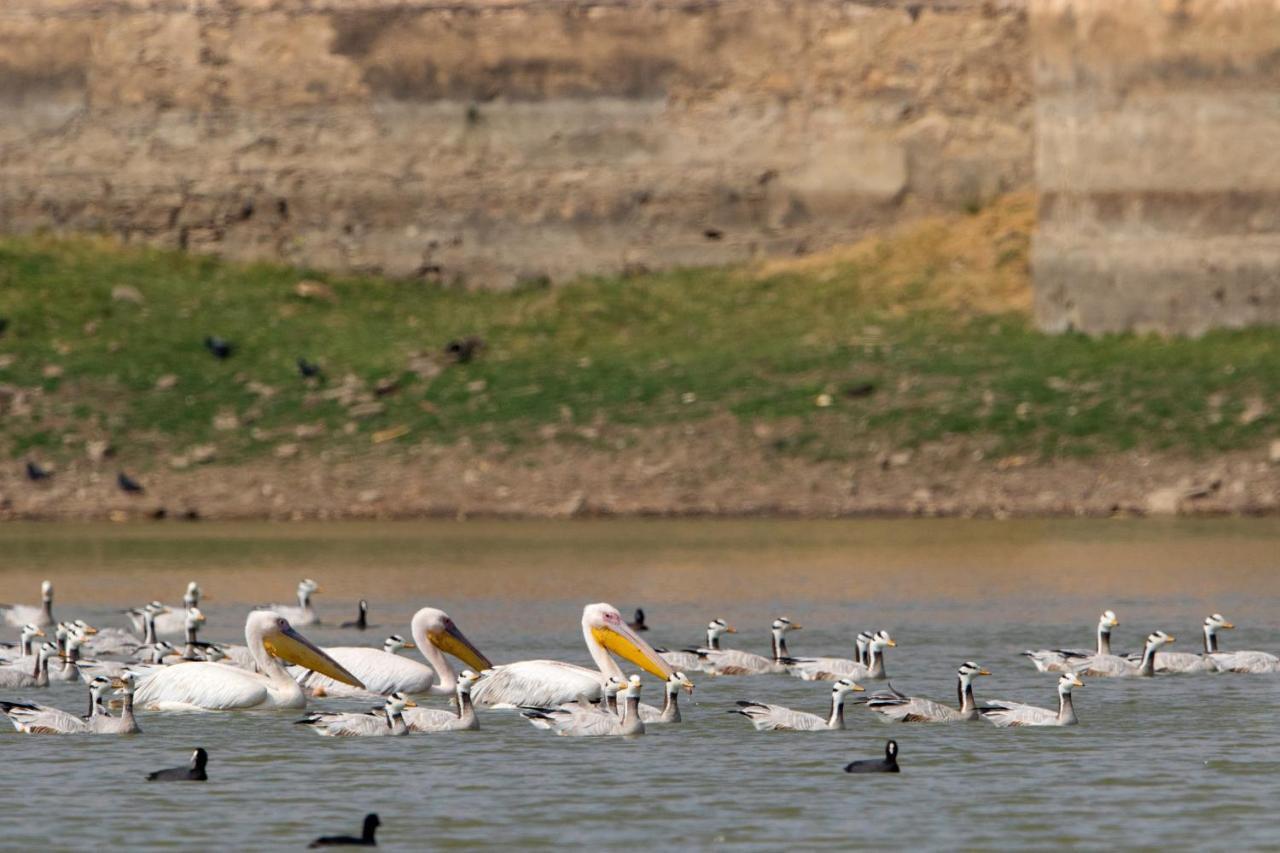 Raas Chhatrasagar, Nimaj, District Pali المظهر الخارجي الصورة