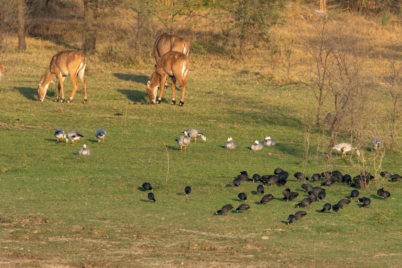 Raas Chhatrasagar, Nimaj, District Pali المظهر الخارجي الصورة